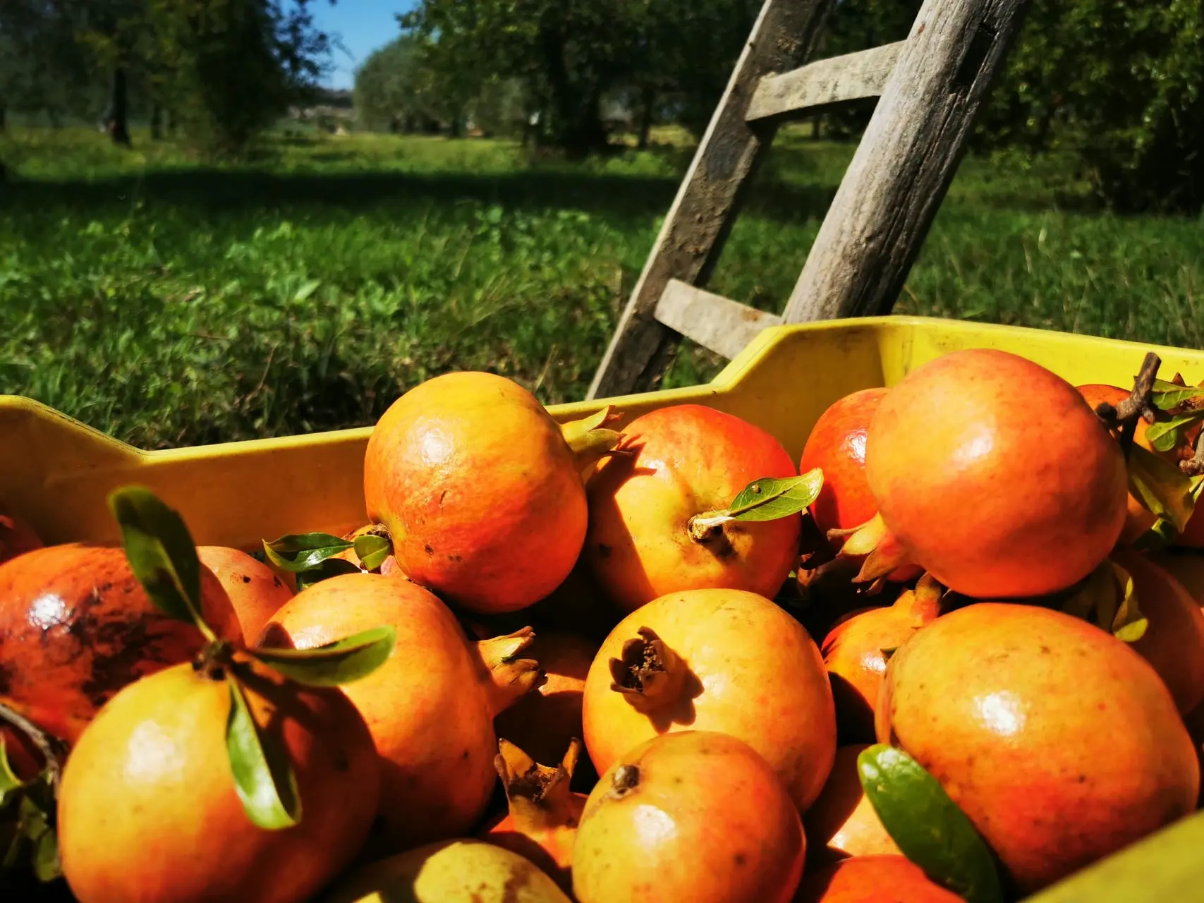 Fruits biologiques